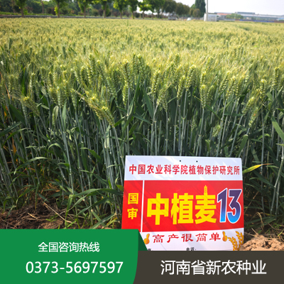 中植麦13号.jpg