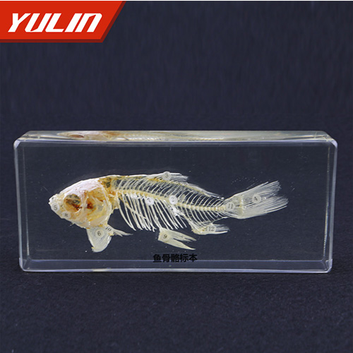 生物标本.jpg