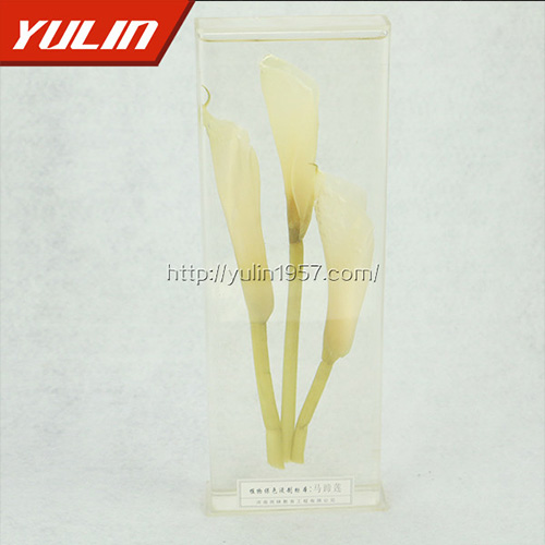 生物标本厂家 生物标本厂家.jpg